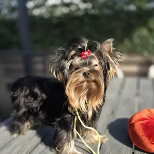 Yorkshire terrier female, Larnaca — Dekeleia