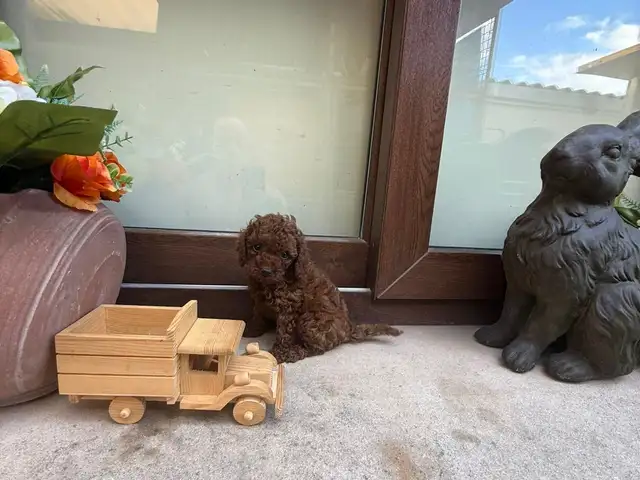 Poodle male female, Επαρχία Λεμεσού — Λεμεσός - Ζακάκι