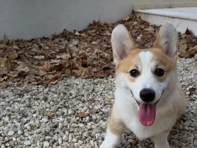 Corgi, Επαρχία Λεμεσού — Κάτω Πολεμίδια