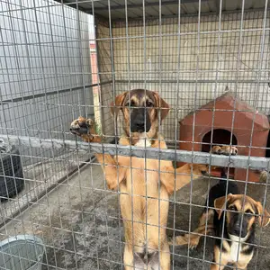 German shepherd for adoption, Επαρχία Λάρνακας — Αραδίππου - Απόστολος Λουκάς