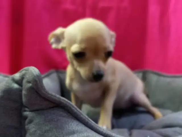 Chihuahua puppy female, Famagusta — Agia Napa