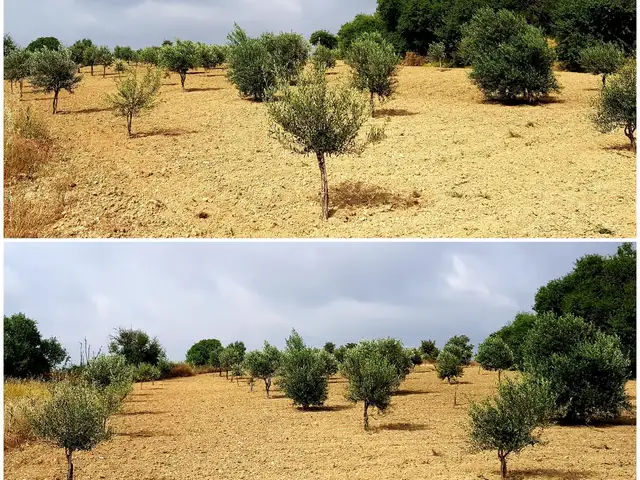 Ελαιόδεντρα olive trees, Paphos — Letymvou