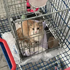 Little kitten for adoption, Larnaca — Larnaka - Finikoudes