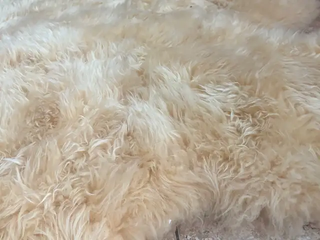 Fluffy rug, Επαρχία Αμμοχώστου — Παραλίμνι