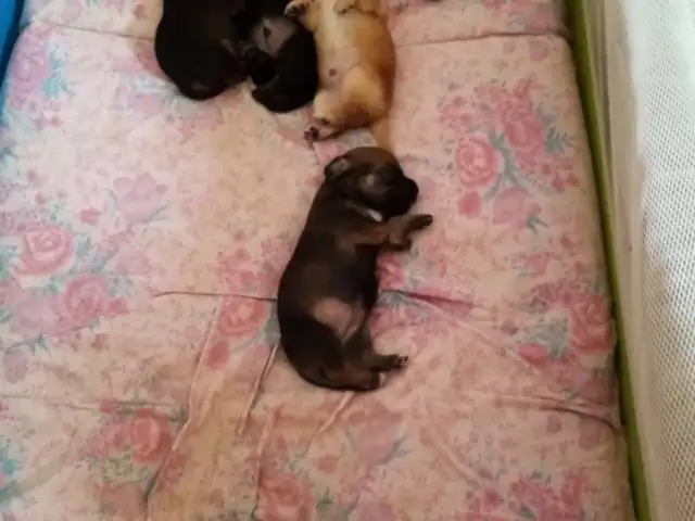 Χαρίζονται σκυλάκια mini pinser, Επαρχία Λάρνακας — Μαρώνι