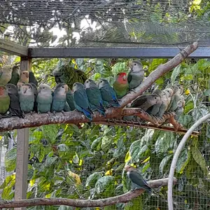 Lovebirds διαφορα χρωματα, Επαρχία Λάρνακας — Πυργά Λάρνακας