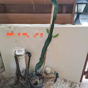 Dragon fruit, armando, Nicosia — Lakatameia - Archangelos-Anthoupoli