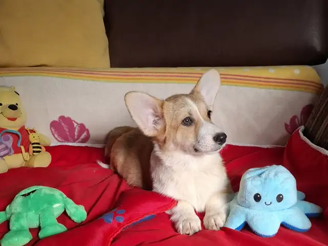 Welsh corgi pembroke puppies, Larnaca — Larnaka - Skala