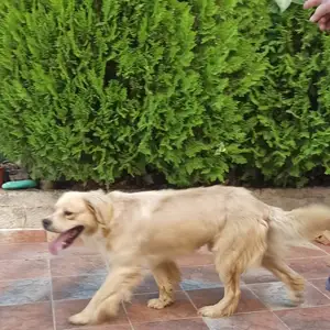 Free labrator dog, Επαρχία Πάφου — Μέσα Χωριό