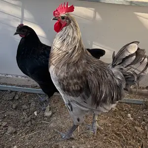 Pure breed silverudds blae from germany 6 months old, Larnaca — Choirokoitia