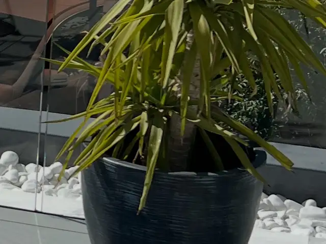 Large grey/black pot for a plant, Limassol — Erimi