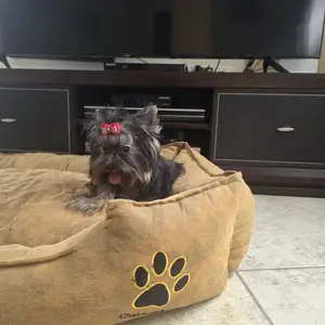 Puppy Teacup Yorkshire Terrier, Επαρχία Λάρνακας — Τερσεφάνου