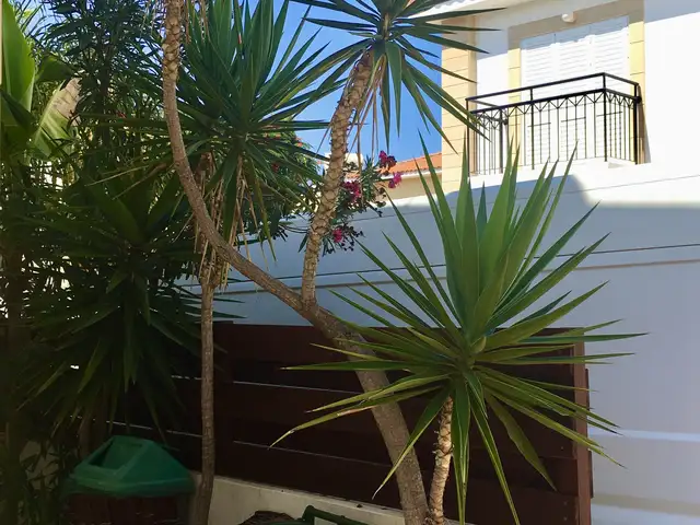 Yucca in a pot, Επαρχία Αμμοχώστου — Πρωταράς