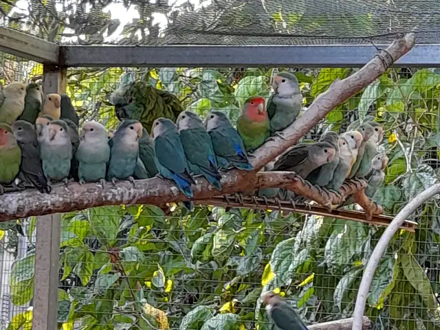 Lovebirds διαφορα χρωματα, Επαρχία Λάρνακας — Πυργά Λάρνακας