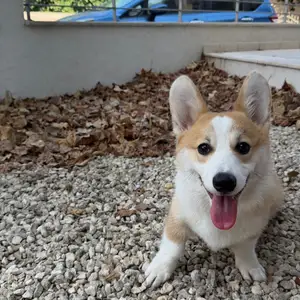 Corgi, Επαρχία Λεμεσού — Κάτω Πολεμίδια
