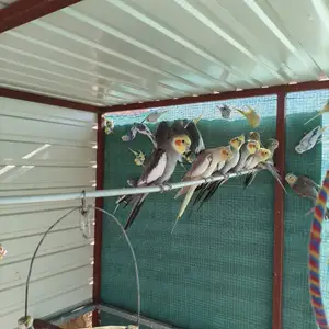 Cockatiel and Budjies, Επαρχία Λευκωσίας — Λύμπια