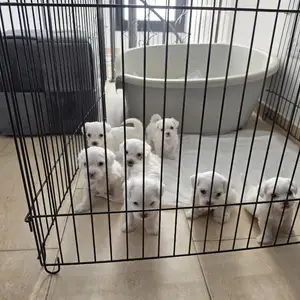 Maltese puppies, Nicosia — Analiontas