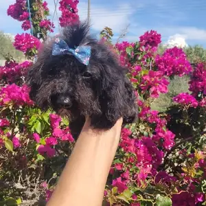 Toy poodle boy, Επαρχία Λάρνακας — Αραδίππου - Άγιος Φανούριος