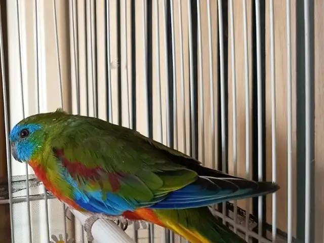 Neophema Splendida with cage, Επαρχία Λευκωσίας — Στρόβολος - Ακρόπολη
