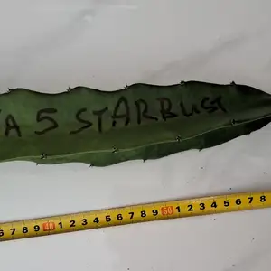 Dragon fruit cutting, Επαρχία Λευκωσίας — Λακατάμεια - Αρχαγγέλος-Ανθούπολη