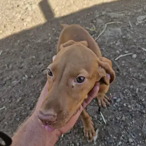 Vizsla θηλυκό, Larnaca — Kornos