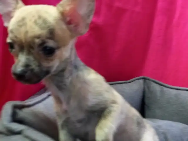 Chihuahua puppy female miniature, Famagusta — Agia Napa