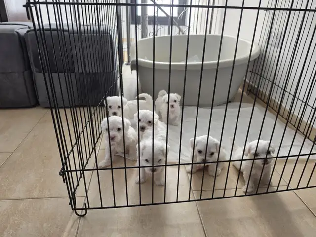 Maltese puppies, Nicosia — Analiontas
