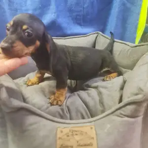 DACHSHUND male miniature, Επαρχία Αμμοχώστου — Αγία Νάπα