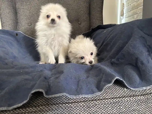 Pomeranian - spitz, Nicosia — Nicosia - Ag. Antonios