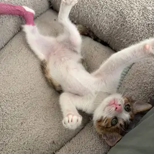 Sweet rescued kitten looking for a family, Επαρχία Λεμεσού — Λεμεσός - Νεάπολη