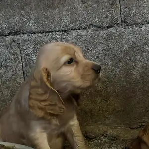 Cocker spaniel θηλυκά, Επαρχία Λάρνακας — Κόρνος
