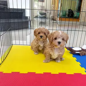 Maltipoo f1, Επαρχία Λεμεσού — Άγιος Αθανάσιος