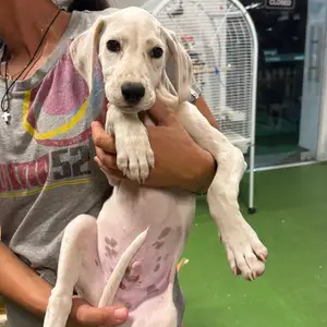 Dalmatian puppy with pedigree, Larnaca — Mosfiloti