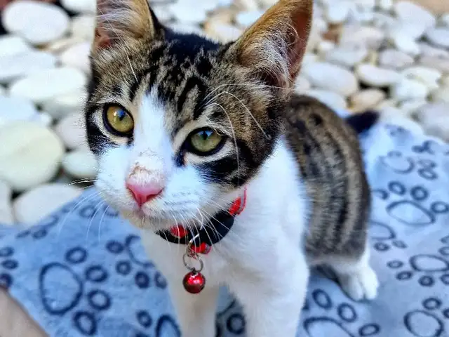 4 month kitten looking for a new home, Επαρχία Λεμεσού — Κάτω Πολεμίδια