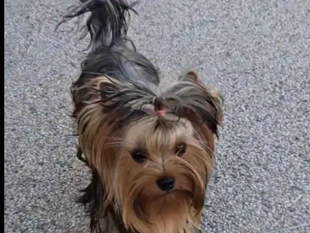 Yorkshire terrier female, Larnaca — Dekeleia
