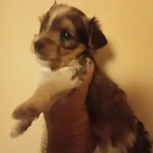Yorkshire terrier cross, Nicosia — Geri