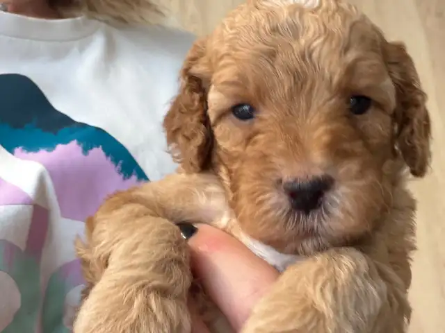Toy/miniature poodle, Limassol — Agios Athanasios