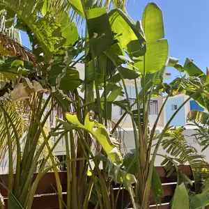 4 spectacular large strelitzia nicolai banana, Επαρχία Αμμοχώστου — Πρωταράς