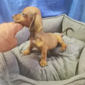 DACHSHUND male miniature, Επαρχία Αμμοχώστου — Αγία Νάπα