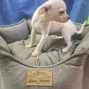 Chihuahua male, Επαρχία Αμμοχώστου — Αγία Νάπα