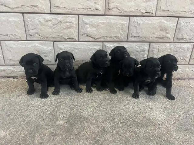 Cane corso black, Επαρχία Αμμοχώστου — Λιοπέτρι