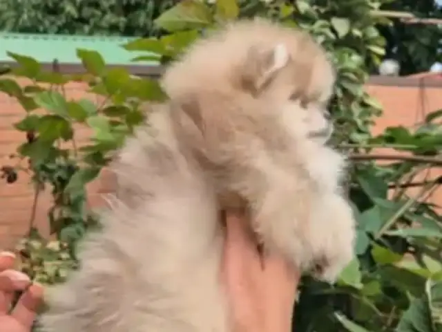 Pomeranian μini, Επαρχία Λάρνακας — Λάρνακα - Σκάλα