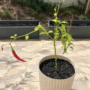 Hot pepper plant, Επαρχία Πάφου — Χλώρακας