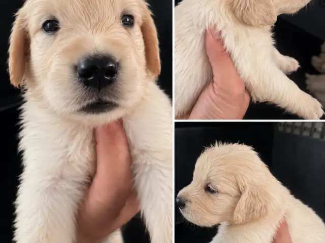 Golden retriever, Limassol — Limassol - Agios Georgios