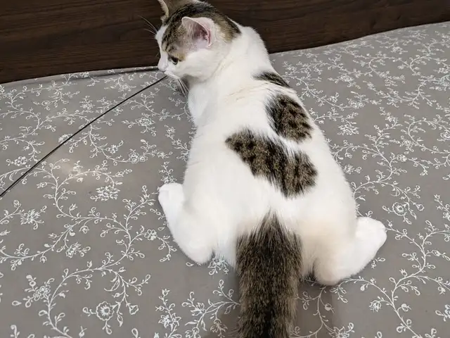 Cutie female cat is available for adoption, Επαρχία Λεμεσού — Λεμεσός - Άγιος Γεώργιος