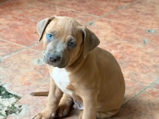 Puppies 2 months, Επαρχία Λεμεσού — Γερμασόγεια Τουριστική Περιοχή