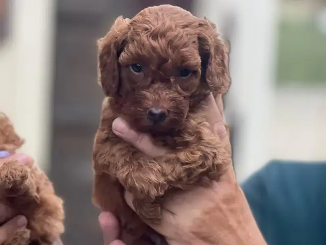 Miniature female poodle the last one, Limassol — Germasogeia