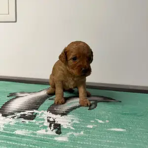 Toy/miniature poodle, Limassol — Agios Athanasios