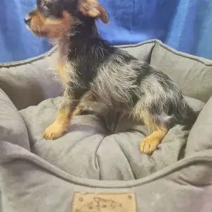 Chorkie male blue merle, Επαρχία Αμμοχώστου — Αγία Νάπα