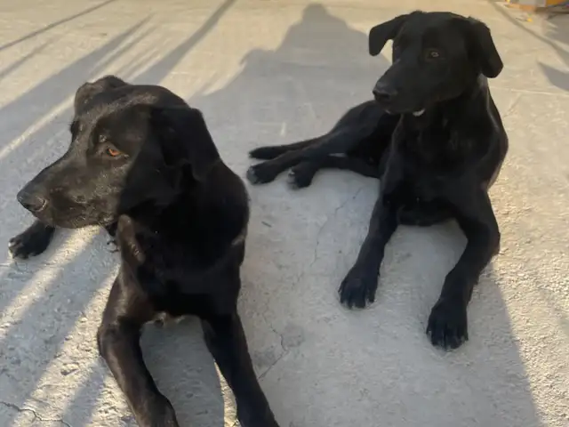 Paco & fidel, Επαρχία Λάρνακας — Αραδίππου - Απόστολος Λουκάς